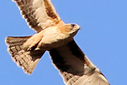 Little Eagle (Hieraaetus morphnoides)
